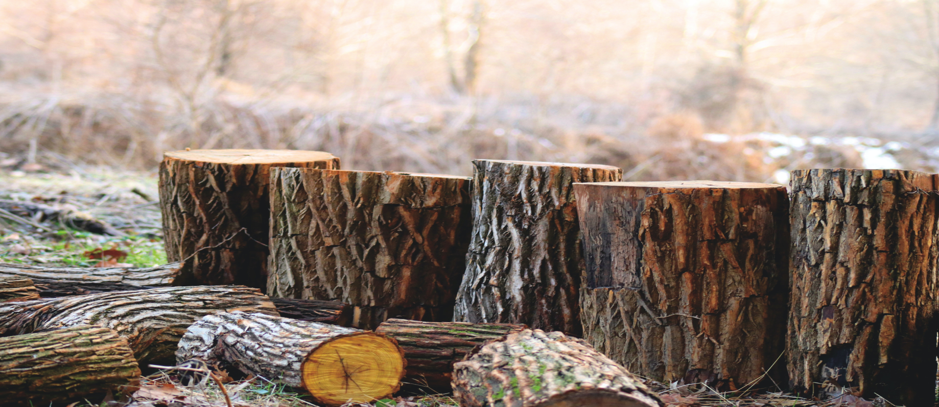 Wood and wooden products